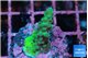 Acropora green 2-3 cm WYSIWYG acclimaté