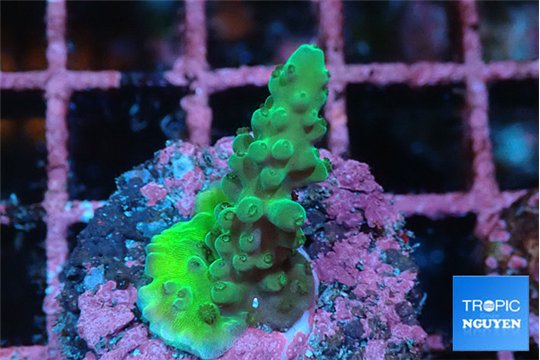Acropora green 2-3 cm WYSIWYG acclimaté