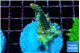 Acropora orange pink & Neon green polyps Fijii premium 3-4 cm WYSIWYG acclimaté