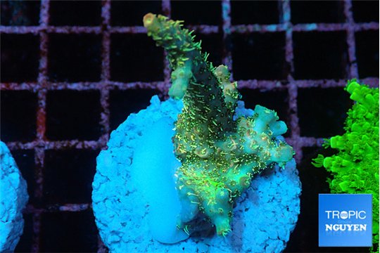 Acropora orange pink & Neon green polyps Fijii premium 3-4 cm WYSIWYG acclimaté