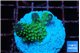 Acropora gemmifera green & golden polyps fijii 2-3 cm WYSIWYG acclimaté