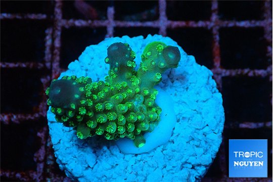 Acropora gemmifera green & golden polyps fijii 2-3 cm WYSIWYG acclimaté