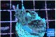 Acropora carduus green polyps deep water 2-3 cm WYSIWYG acclimaté