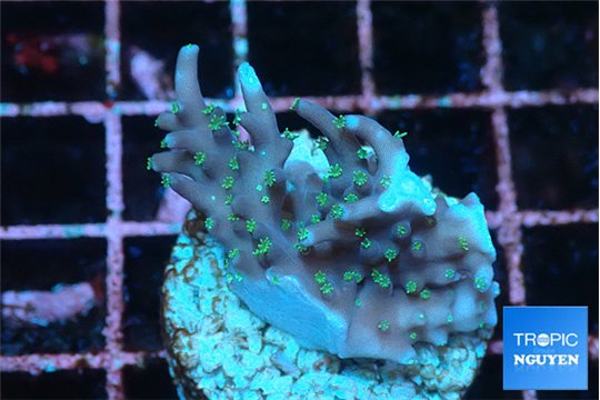 Acropora carduus green polyps deep water 2-3 cm WYSIWYG acclimaté