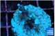 Acropora carduus green polyps deep water 2 cm WYSIWYG acclimaté