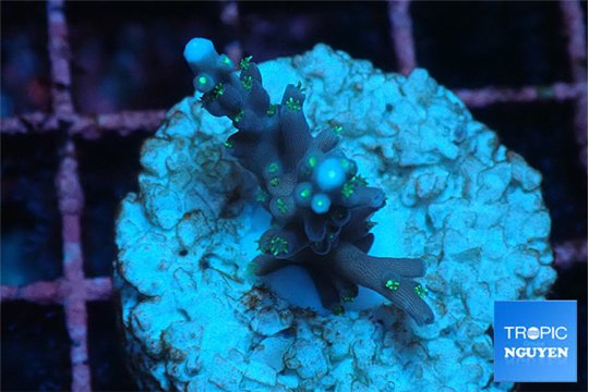 Acropora carduus green polyps deep water 2 cm WYSIWYG acclimaté