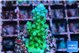 Acropora green ice 2-3 cm WYSIWYG acclimaté