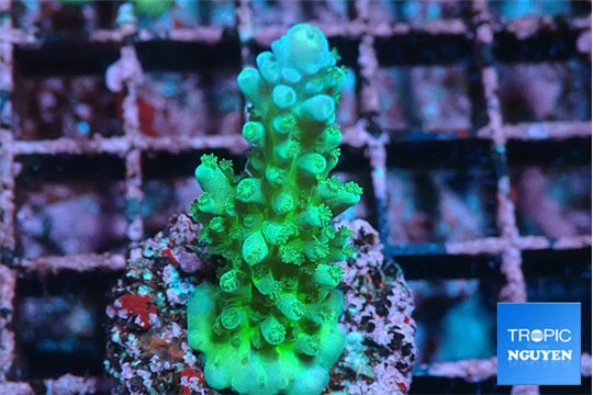 Acropora green ice 2-3 cm WYSIWYG acclimaté