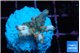 Acropora pink cherry 2-3 cm WYSIWYG acclimaté