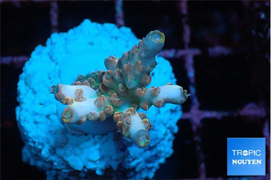 Acropora pink cherry 2-3 cm WYSIWYG acclimaté