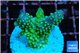 Acropora gemmifera green & golden polyps fijii 2-3 cm WYSIWYG acclimaté