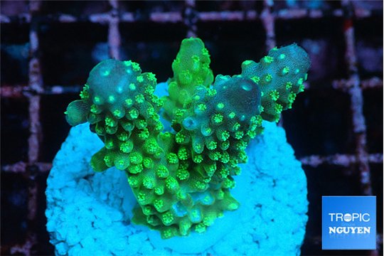 Acropora gemmifera green & golden polyps fijii 2-3 cm WYSIWYG acclimaté