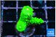 Acropora full neon green 2-4 cm WYSIWYG acclimaté