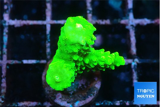 Acropora full neon green 2-4 cm WYSIWYG acclimaté