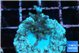 Acropora carduus green polyps deep water 2-3 cm WYSIWYG acclimaté