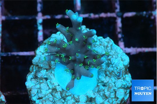 Acropora carduus green polyps deep water 2-3 cm WYSIWYG acclimaté