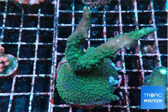 Acropora green purple 4-6 cm WYSIWYG acclimaté