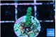 Acropora green 1 cm WYSIWYG acclimaté
