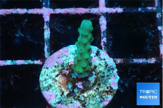 Acropora green 1 cm WYSIWYG acclimaté
