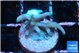 Acropora carduus green polyps deep water 2-3 cm WYSIWYG acclimaté