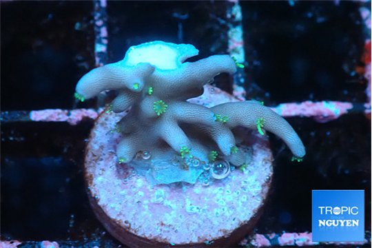 Acropora carduus green polyps deep water 2-3 cm WYSIWYG acclimaté