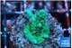 Acropora green 1-2 cm WYSIWYG acclimaté