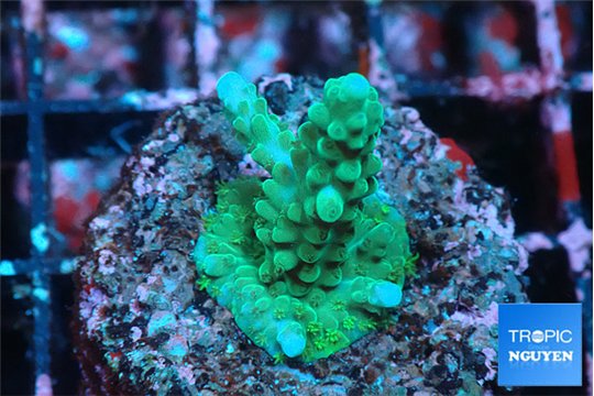 Acropora green 1-2 cm WYSIWYG acclimaté