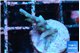 Acropora carduus green polyps deep water 2 cm WYSIWYG acclimaté