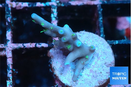 Acropora carduus green polyps deep water 2 cm WYSIWYG acclimaté