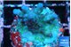 Acropora nana tricolor 2-3 cm WYSIWYG acclimaté