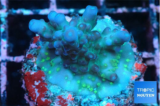 Acropora nana tricolor 2-3 cm WYSIWYG acclimaté