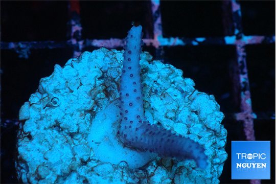 Seritopora pink purple Fijii 1-2 cm WYSIWYG acclimaté