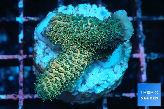 Acropora millepora mango 2-3 cm WYSIWYG acclimaté