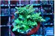 Acropora sunset green 3-4 cm WYSIWYG acclimaté