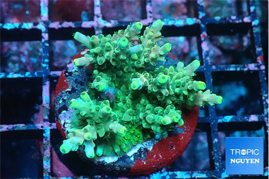 Acropora sunset green 3-4 cm WYSIWYG acclimaté