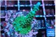 Acropora green 2-3 cm WYSIWYG acclimaté