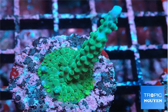Acropora green 2-3 cm WYSIWYG acclimaté