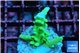 Acropora golden green 2-3 cm WYSIWYG acclimaté