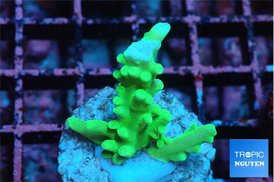 Acropora golden green 2-3 cm WYSIWYG acclimaté