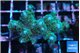 Pocillopora damicornis green & pink 3-4 cm WYSIWYG acclimaté