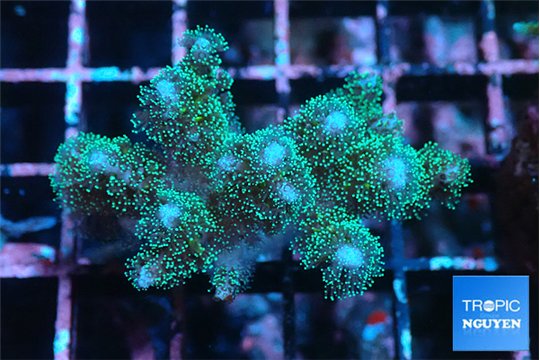Pocillopora damicornis green & pink 3-4 cm WYSIWYG acclimaté