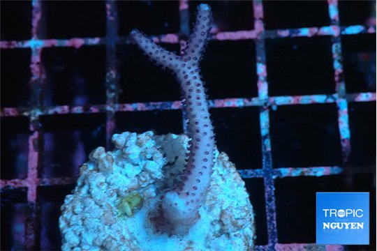 Seritopora pink purple Fijii 2-3 cm WYSIWYG acclimaté