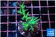 Seriatopora golden green 3-5 cm WYSIWYG acclimaté