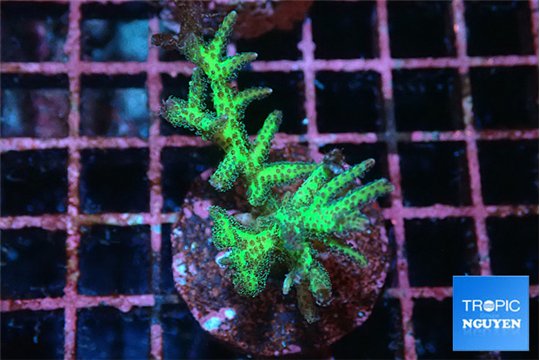 Seriatopora golden green 3-5 cm WYSIWYG acclimaté