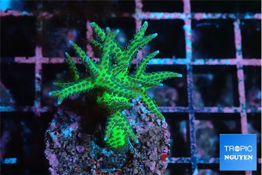 Seriatopora golden green 3-5 cm WYSIWYG acclimaté