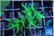 Seriatopora golden green 3-5 cm WYSIWYG acclimaté