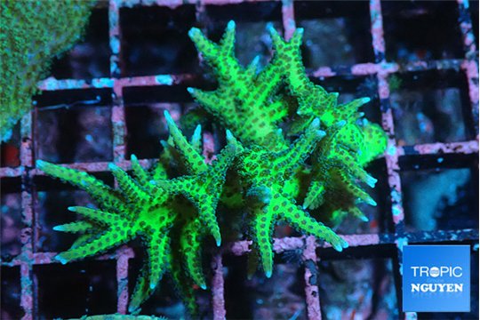 Seriatopora golden green 3-5 cm WYSIWYG acclimaté
