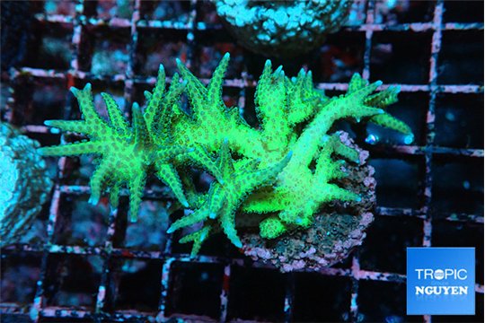 Seriatopora golden green 3-5 cm WYSIWYG acclimaté