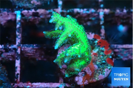 Seriatopora golden green 3-5 cm WYSIWYG acclimaté