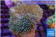 Sarcophyton long polyps & whites tips 5-8 cm WYSIWYG acclimaté